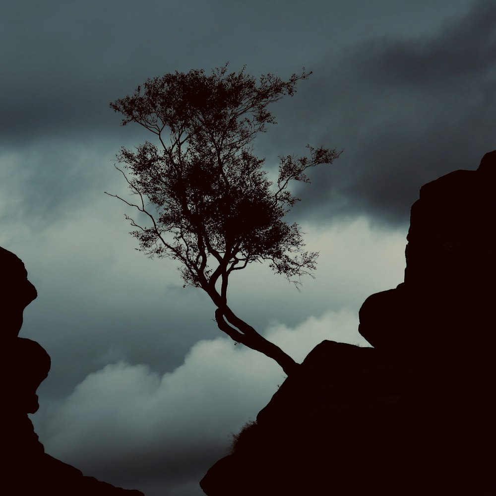 a lone tree growing out of the side of a cliff