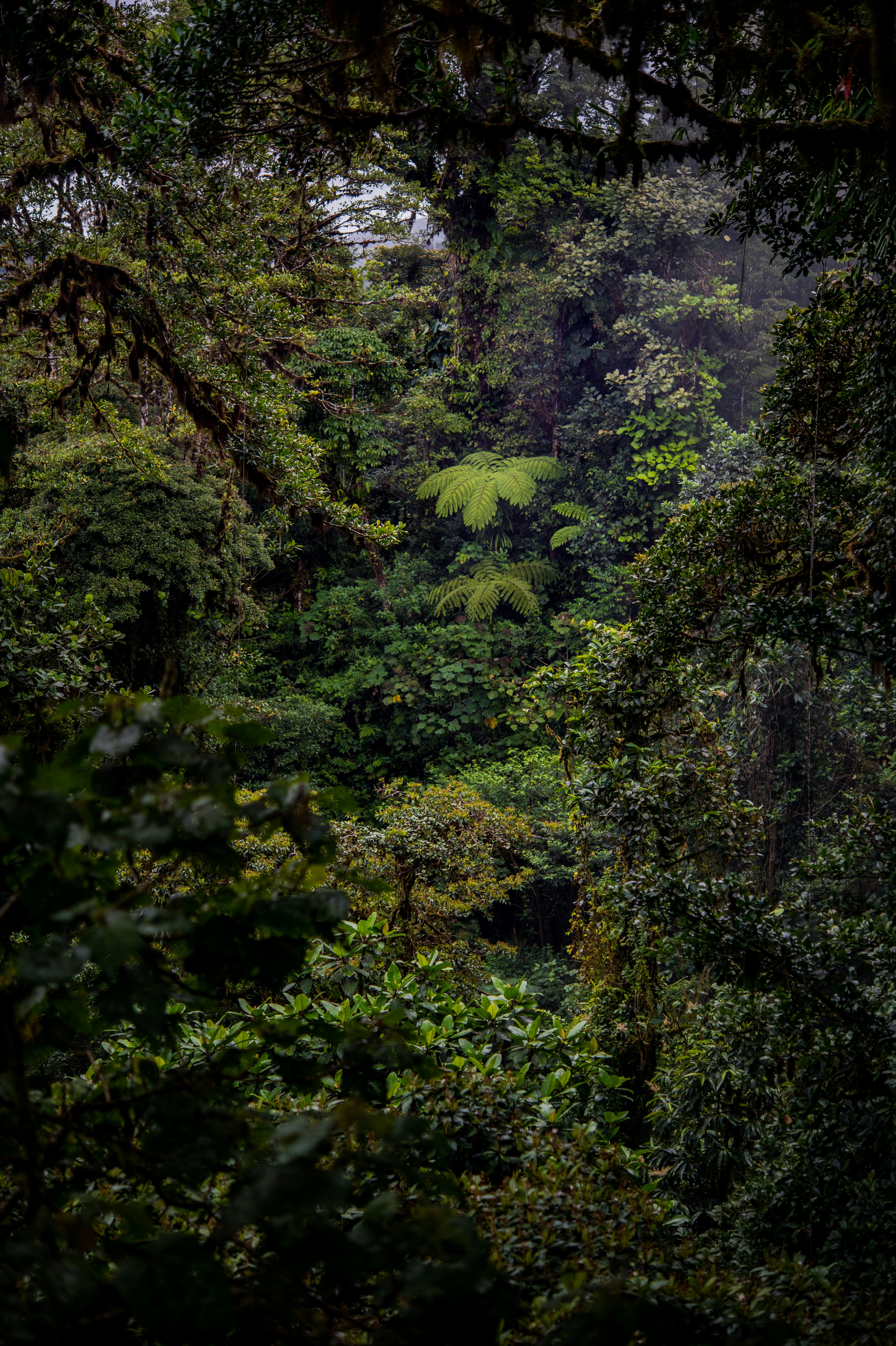 uma floresta verde exuberante cheia de muitas árvores