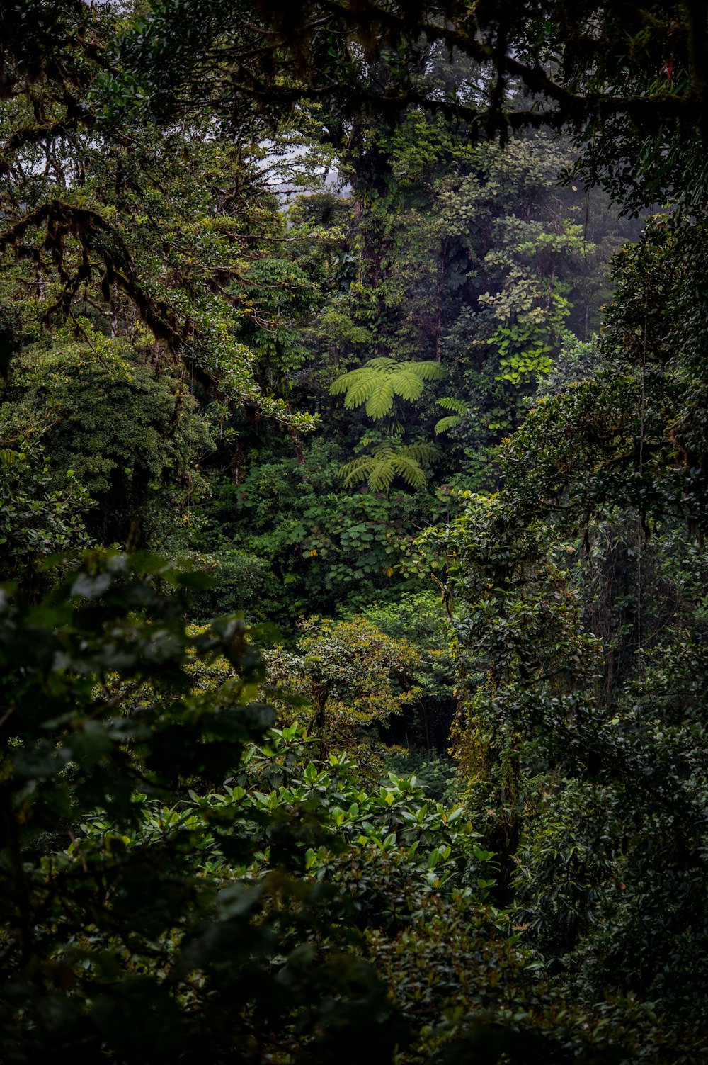 a lush green forest filled with lots of trees