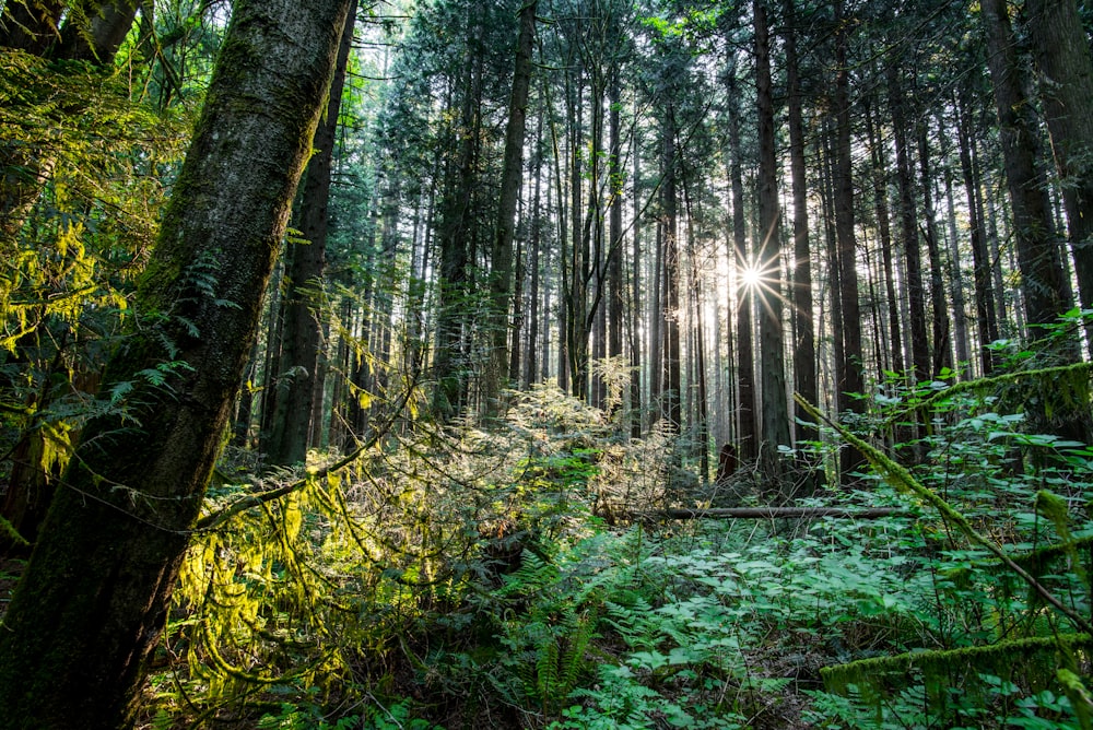 the sun shines through the trees in the forest