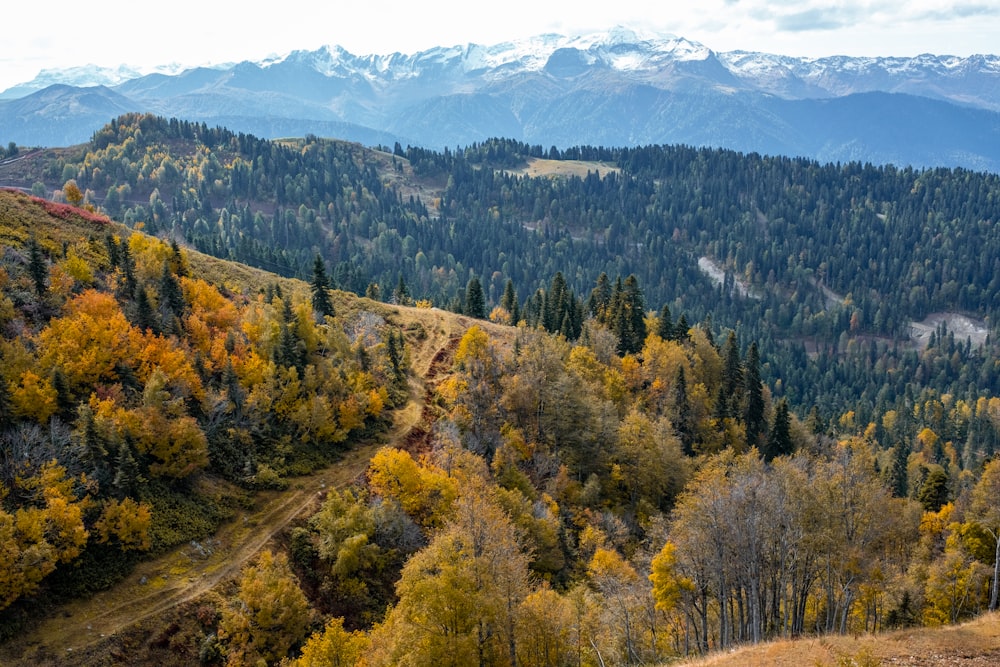 a view of a mountain range with trees in the foreground