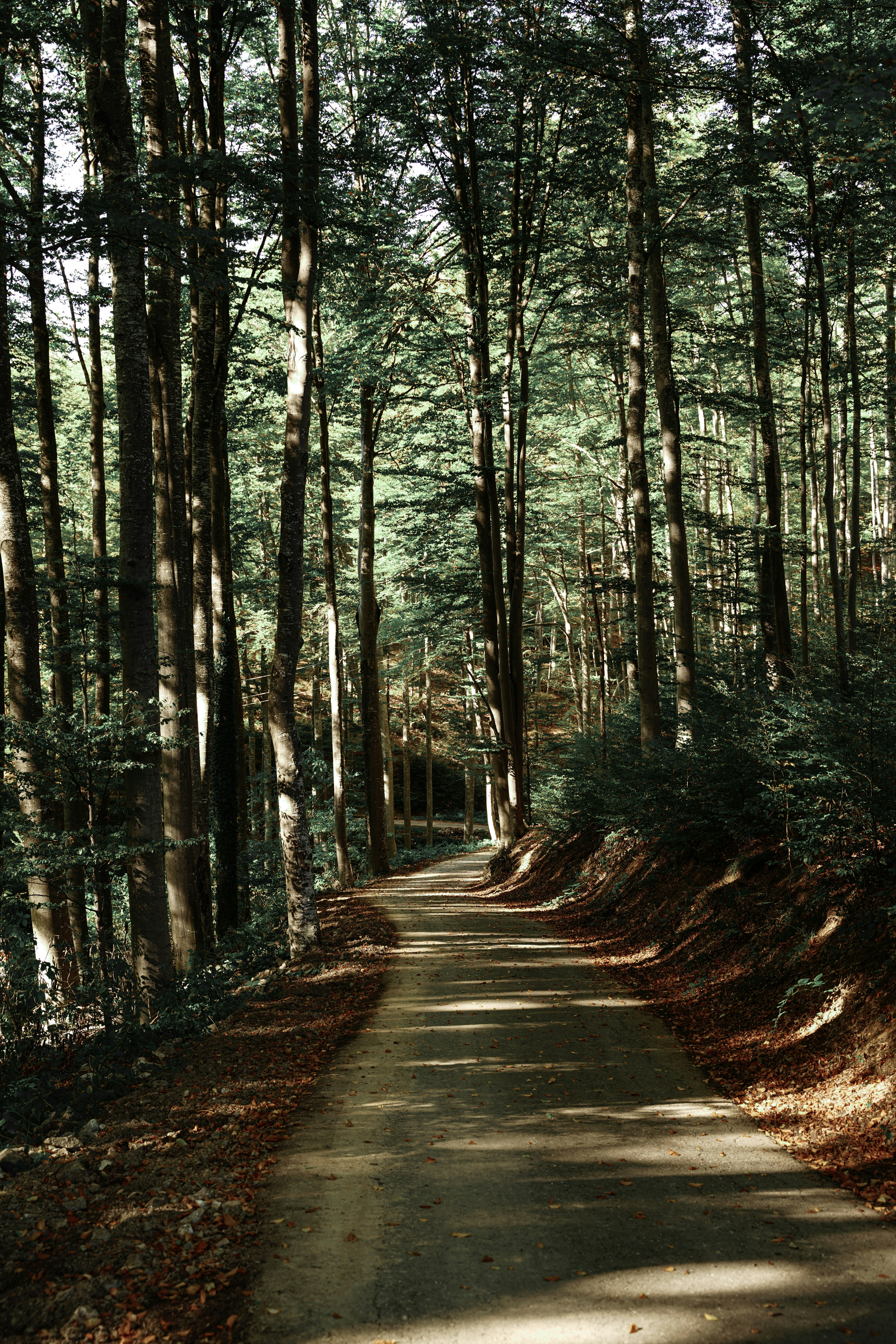 Photo by djordjevukojicic