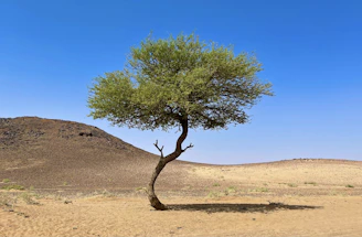 a lone tree in the middle of a desert