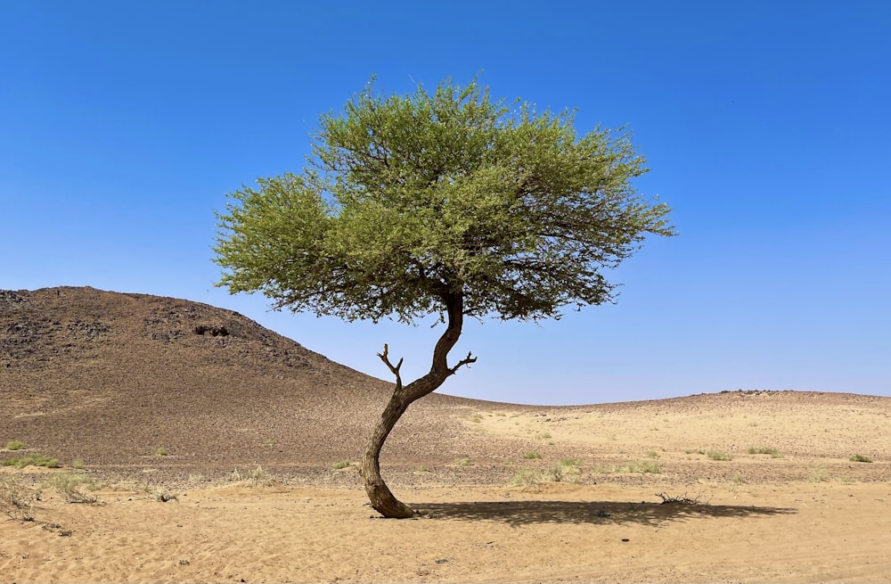 a lone tree in the middle of a desert