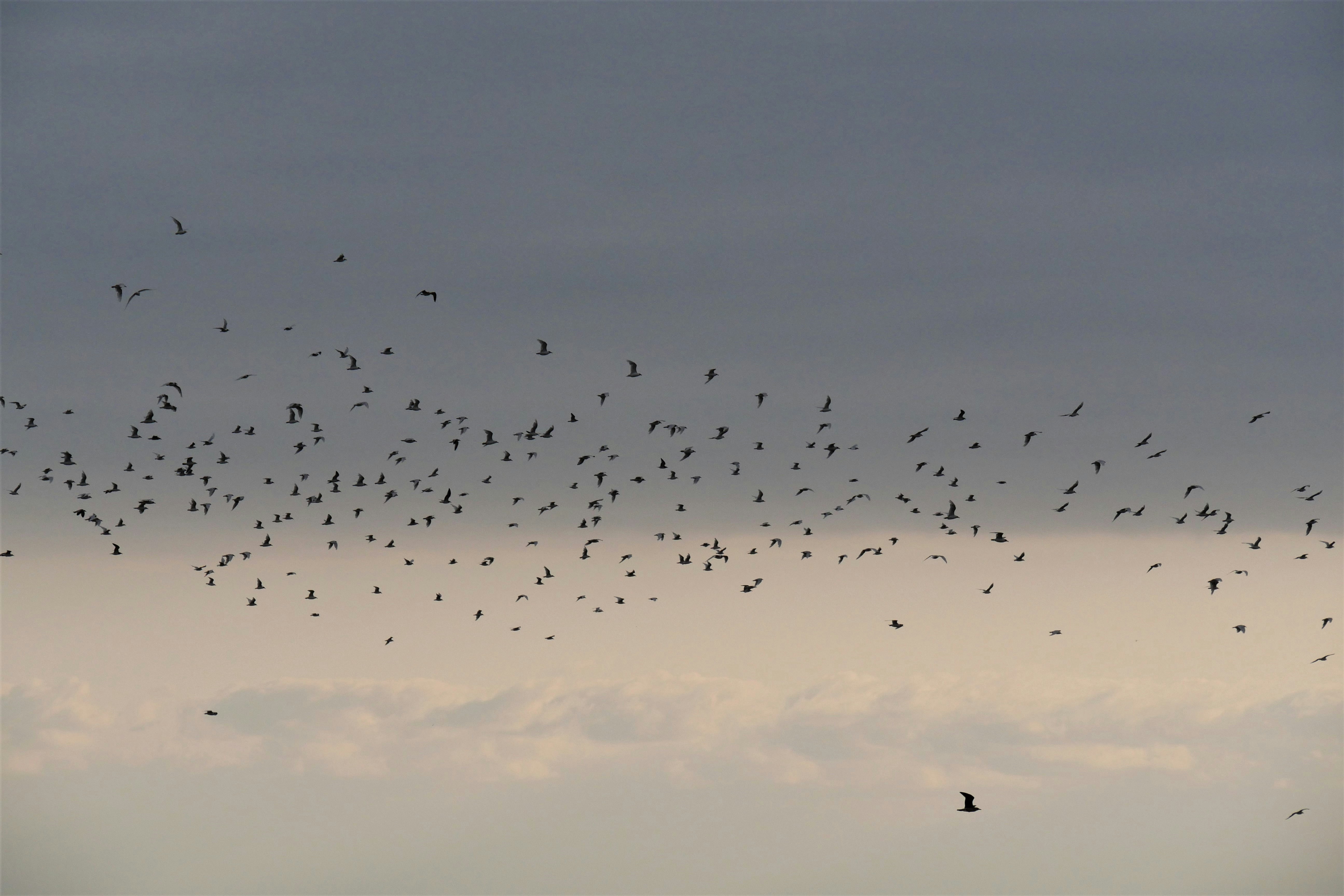 Photo by nimbus_vulpis