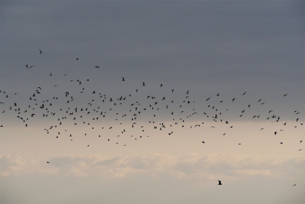 a flock of birds flying through a cloudy sky