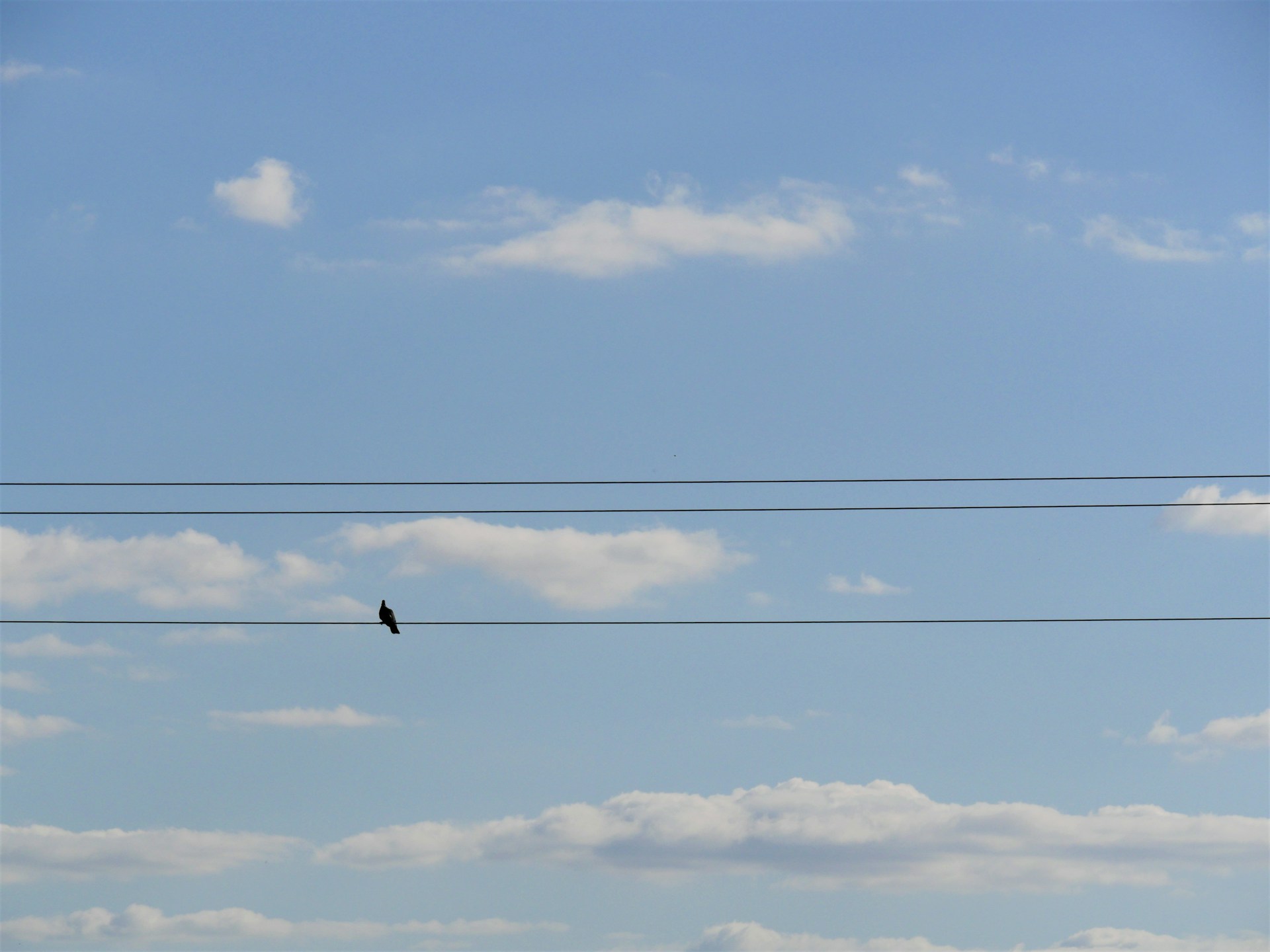 a bird sitting on top of a power line