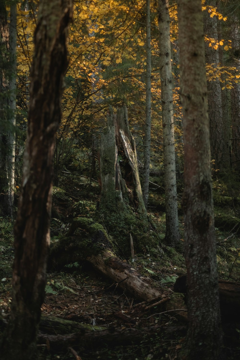 a forest filled with lots of tall trees