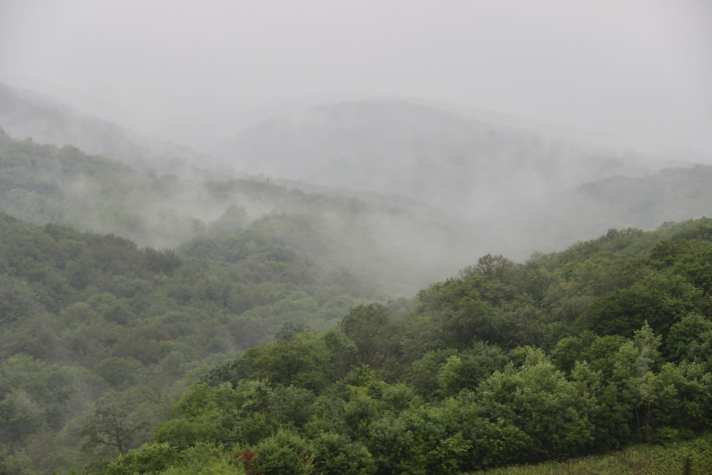 a foggy mountain with trees in the foreground