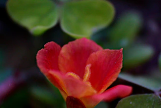 A vibrant close-up of a blooming flower with delicate petals.