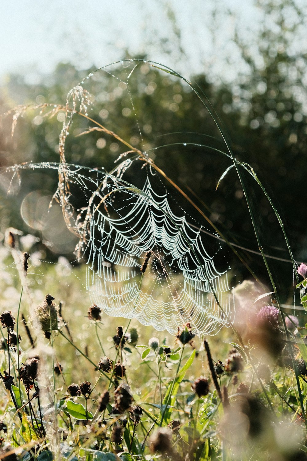 a spider web in the middle of a field of flowers