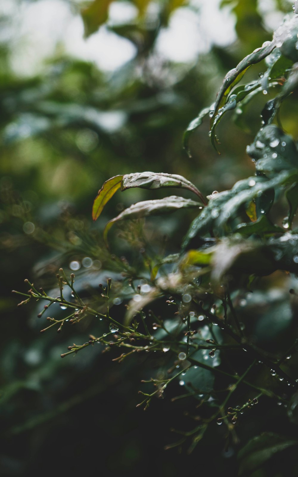 a close up of a tree with water droplets on it