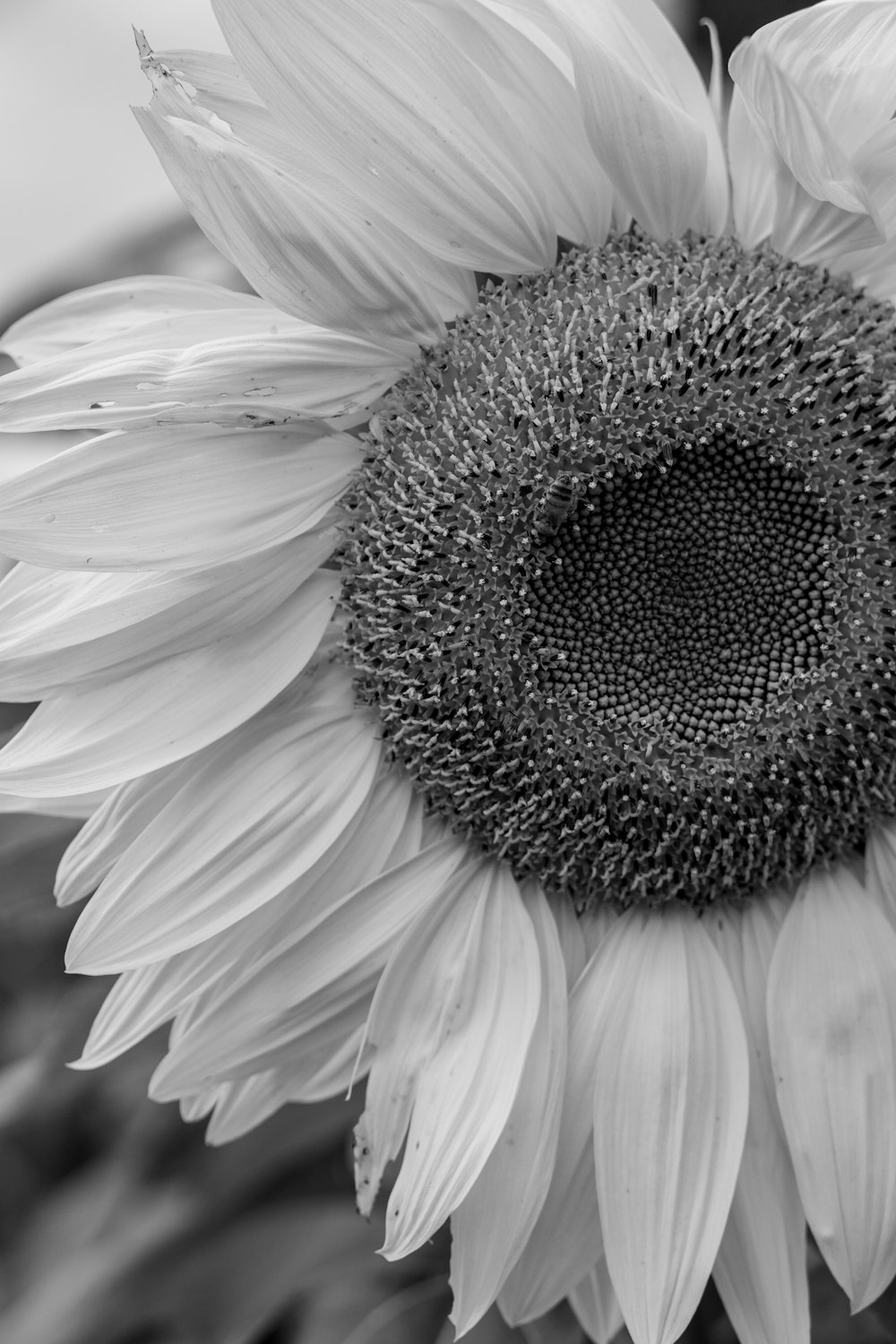 a black and white photo of a sunflower