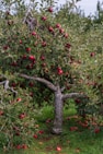 an apple tree filled with lots of red apples