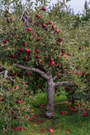 an apple tree filled with lots of red apples