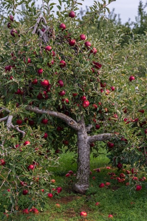 an apple tree filled with lots of red apples