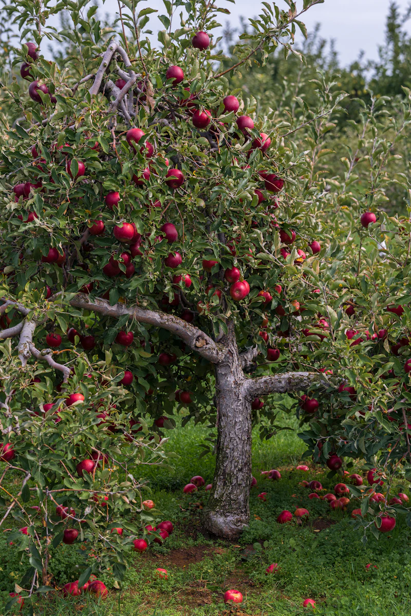 Apple tree heavy with ripe red fruit