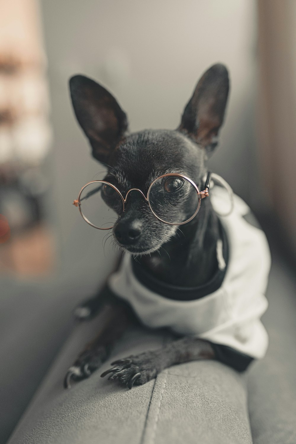 a small dog wearing glasses sitting on a couch