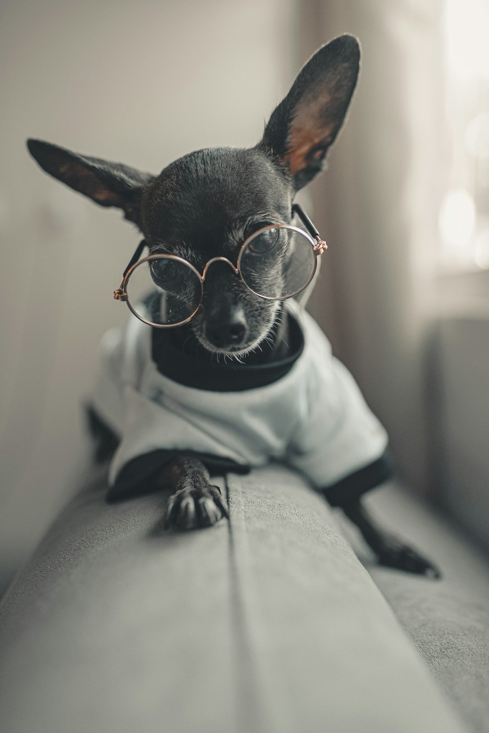 a small dog wearing glasses sitting on a couch