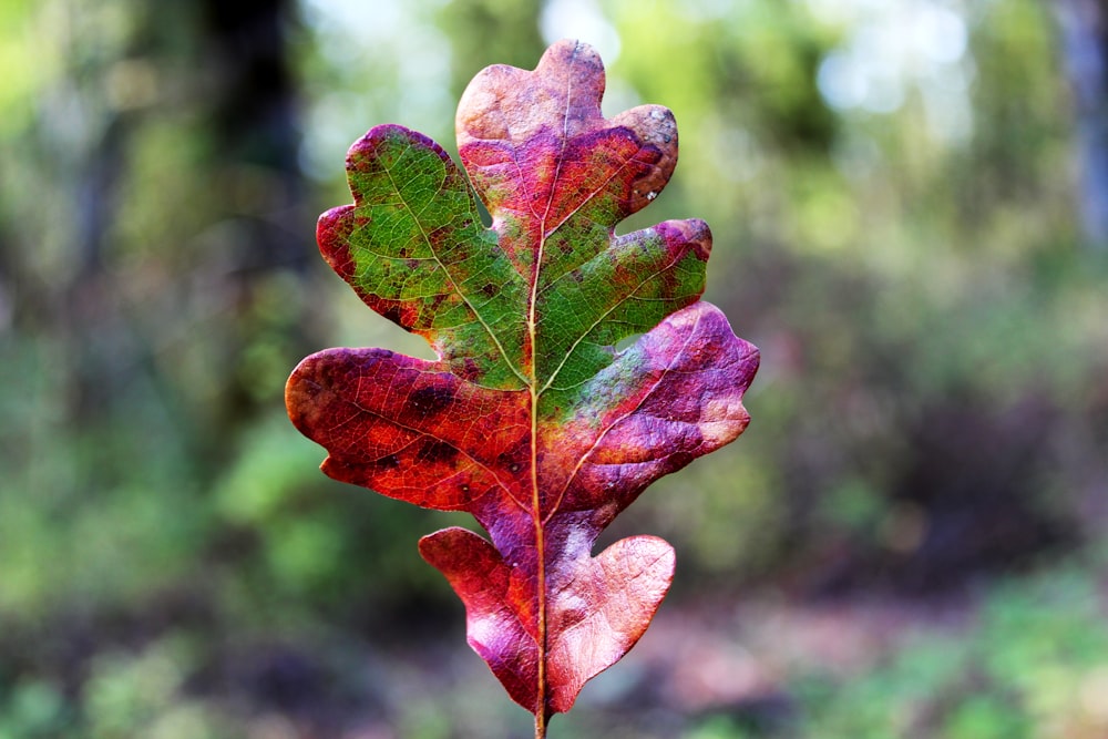 a leaf with red and green leaves on it