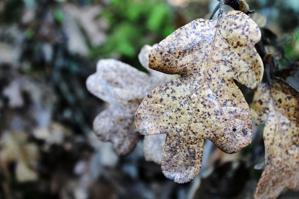 a close up of a plant with brown leaves