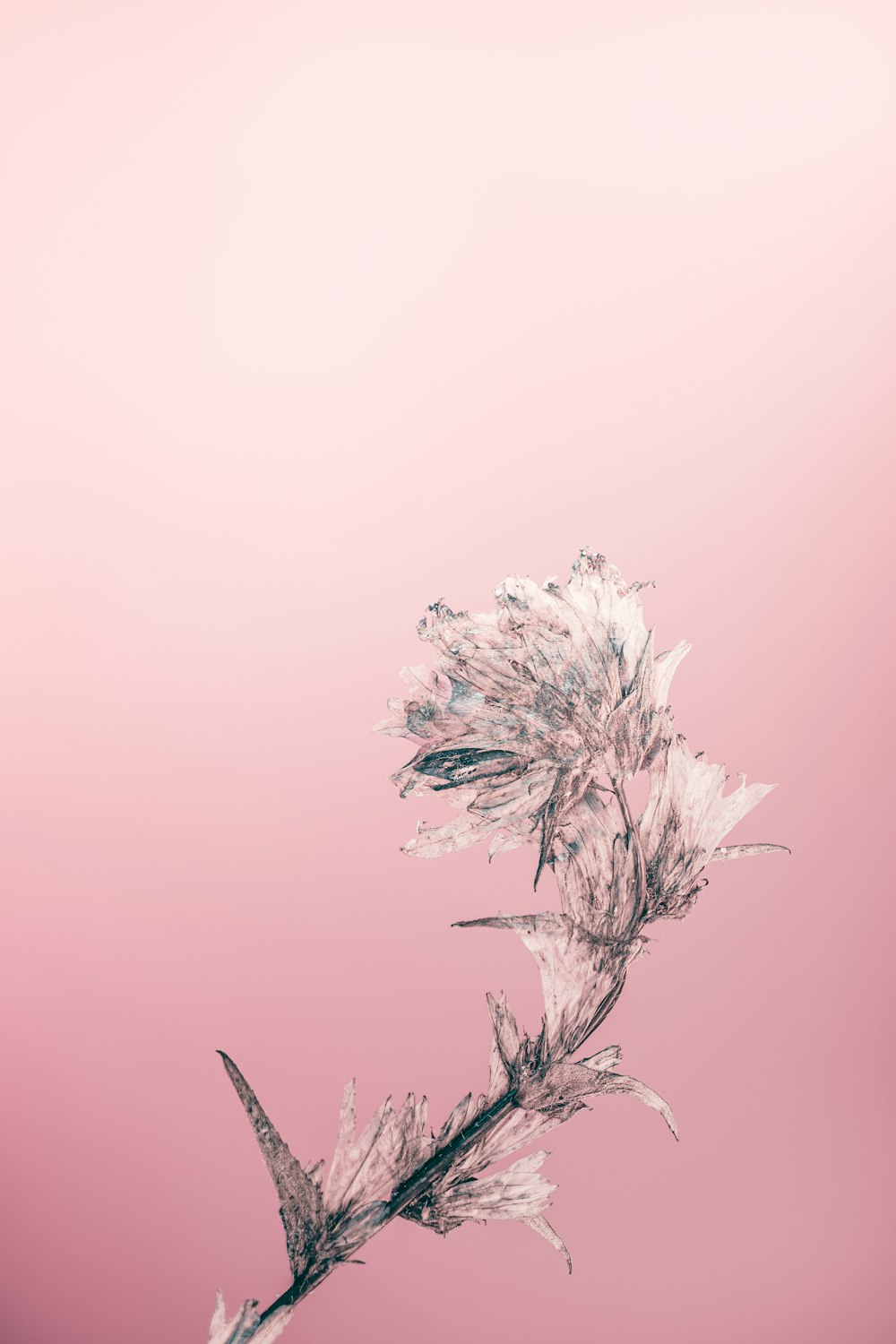 ein rosa-schwarzes Foto einer Blume auf rosa Hintergrund