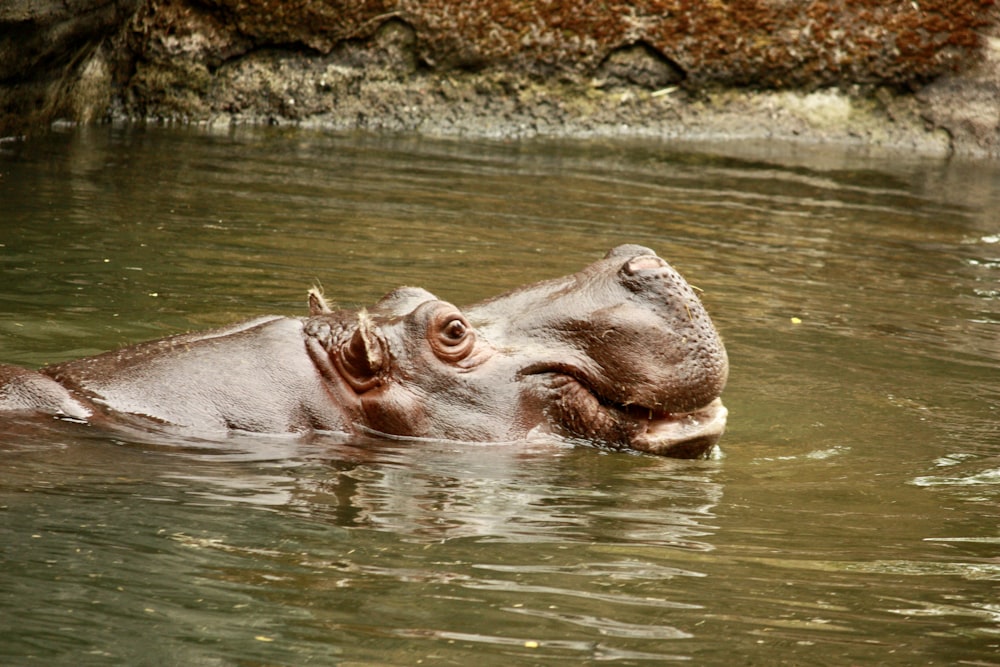 a hippopotamus swimming in a body of water