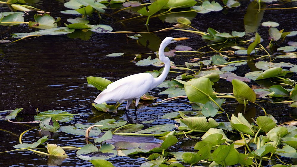 a white bird is standing in the water