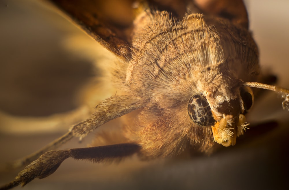 a close up of a bee with a blurry background