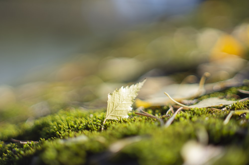 a single leaf is sitting on a mossy surface