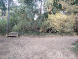 A rustic log-style bench surrounded by greenery in a forest clearing.