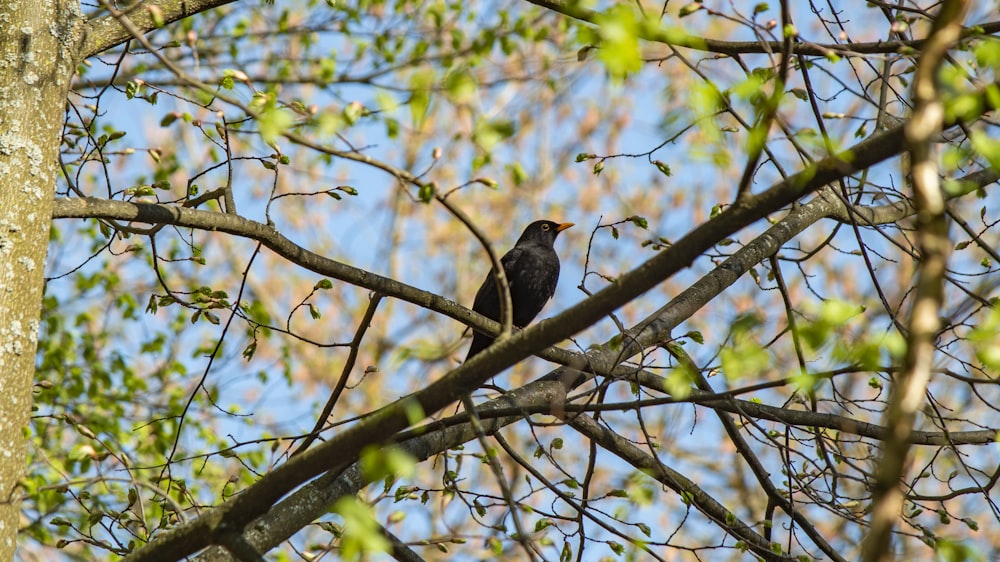 a black bird sitting on a branch of a tree