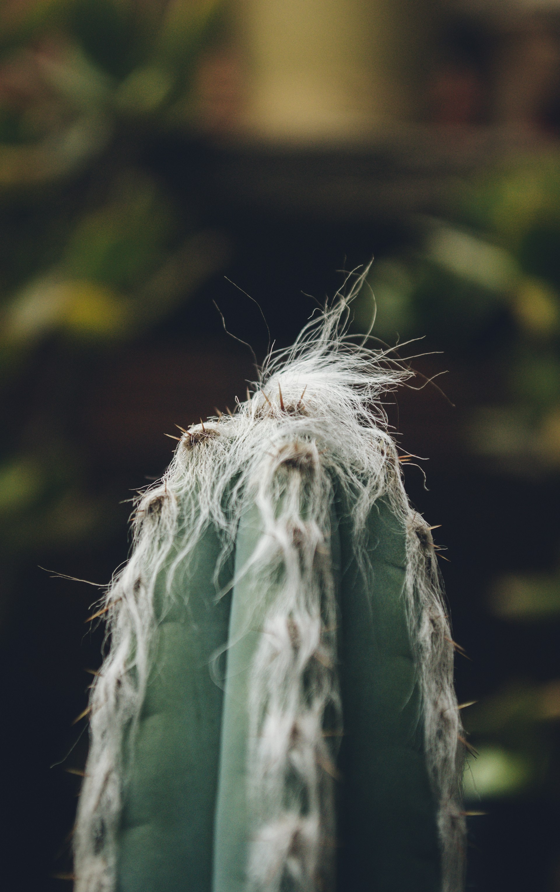 a close up of a cactus with a blurry background