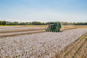 a tractor is driving through a field of cotton