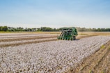 A vast cotton field stretches across the landscape, with a large green combine harvester working through the rows. White cotton bolls are visible across the field, and a line of trees can be seen in the background under a clear blue sky.