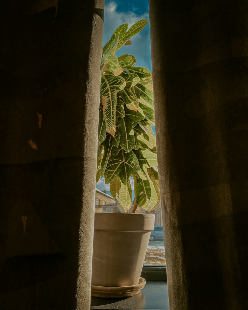 Macramé Plant Hanger