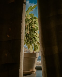Fiddle Leaf Fig Plant