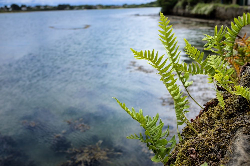 a plant growing out of the side of a cliff next to a body of water