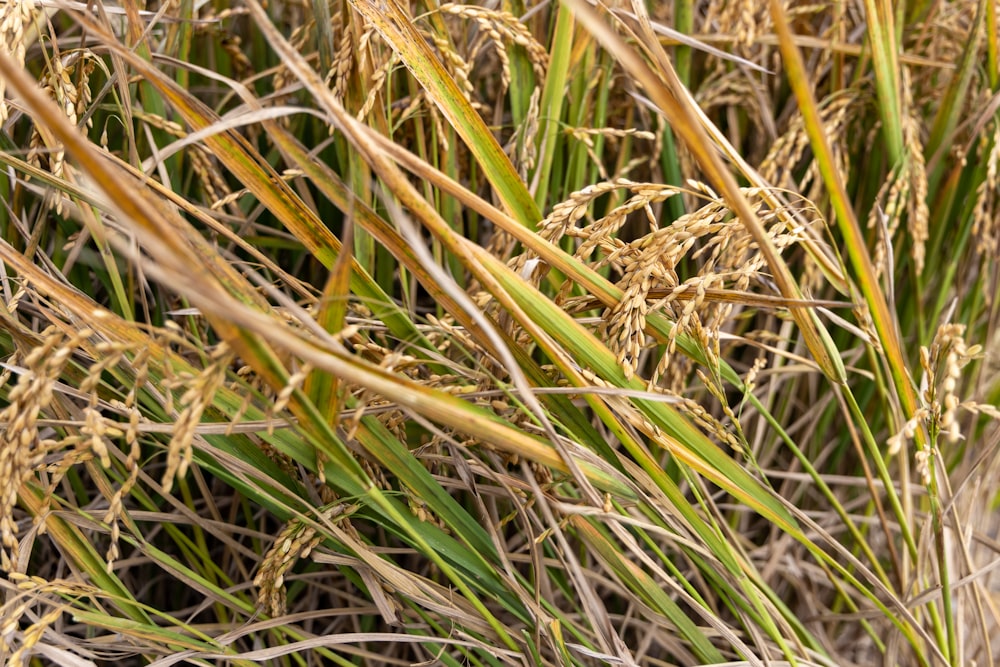 a close up of a bunch of tall grass