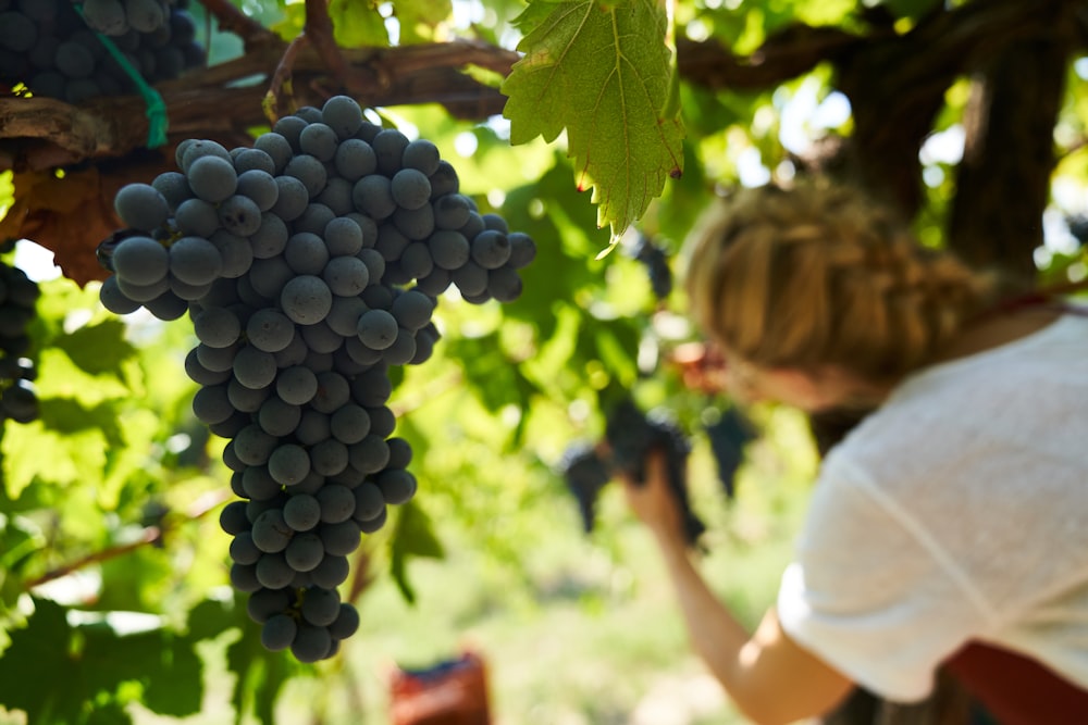 a woman picking grapes from a vine in a vineyard