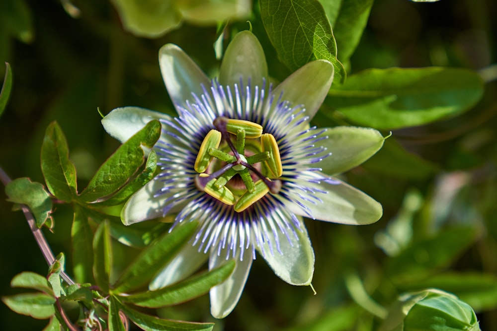 a close up of a flower on a tree