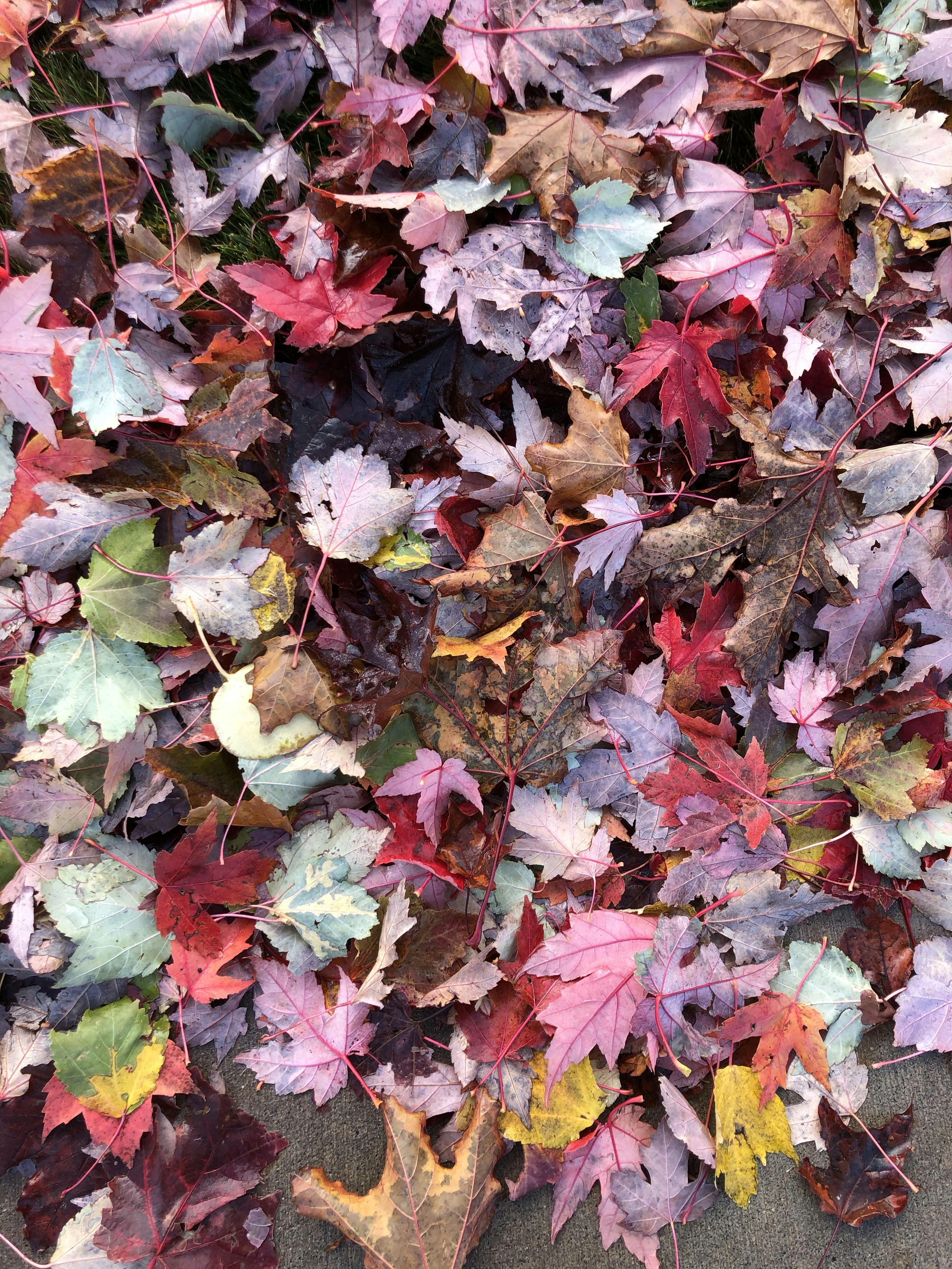 a bunch of leaves that are laying on the ground