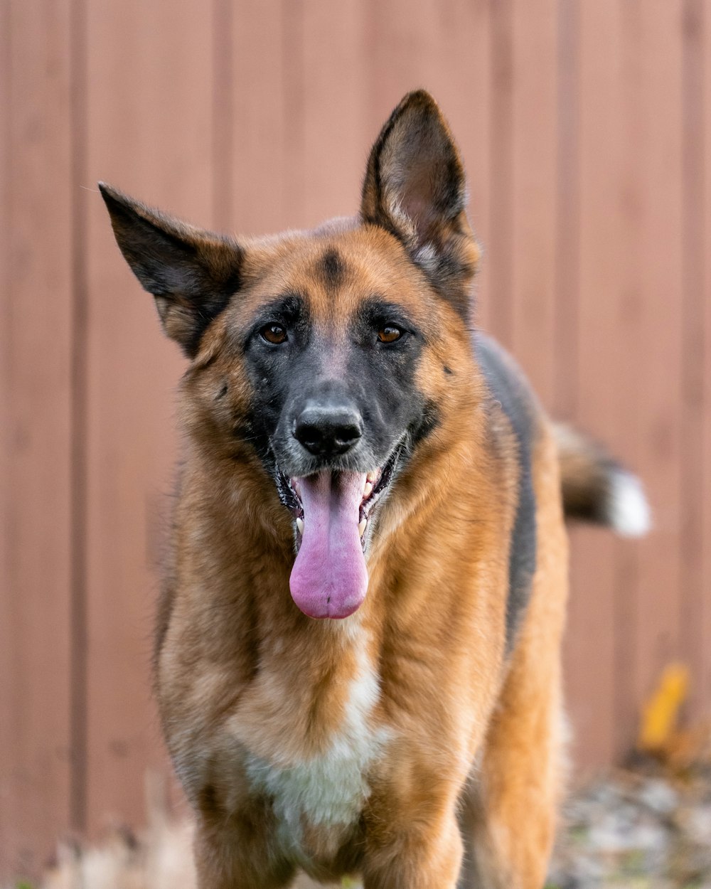 um cão com a língua pendurada para fora em pé na frente de uma cerca