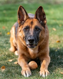 a dog laying in the grass with a ball in its mouth
