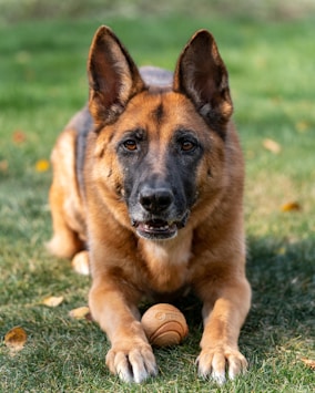 a dog laying in the grass with a ball in its mouth