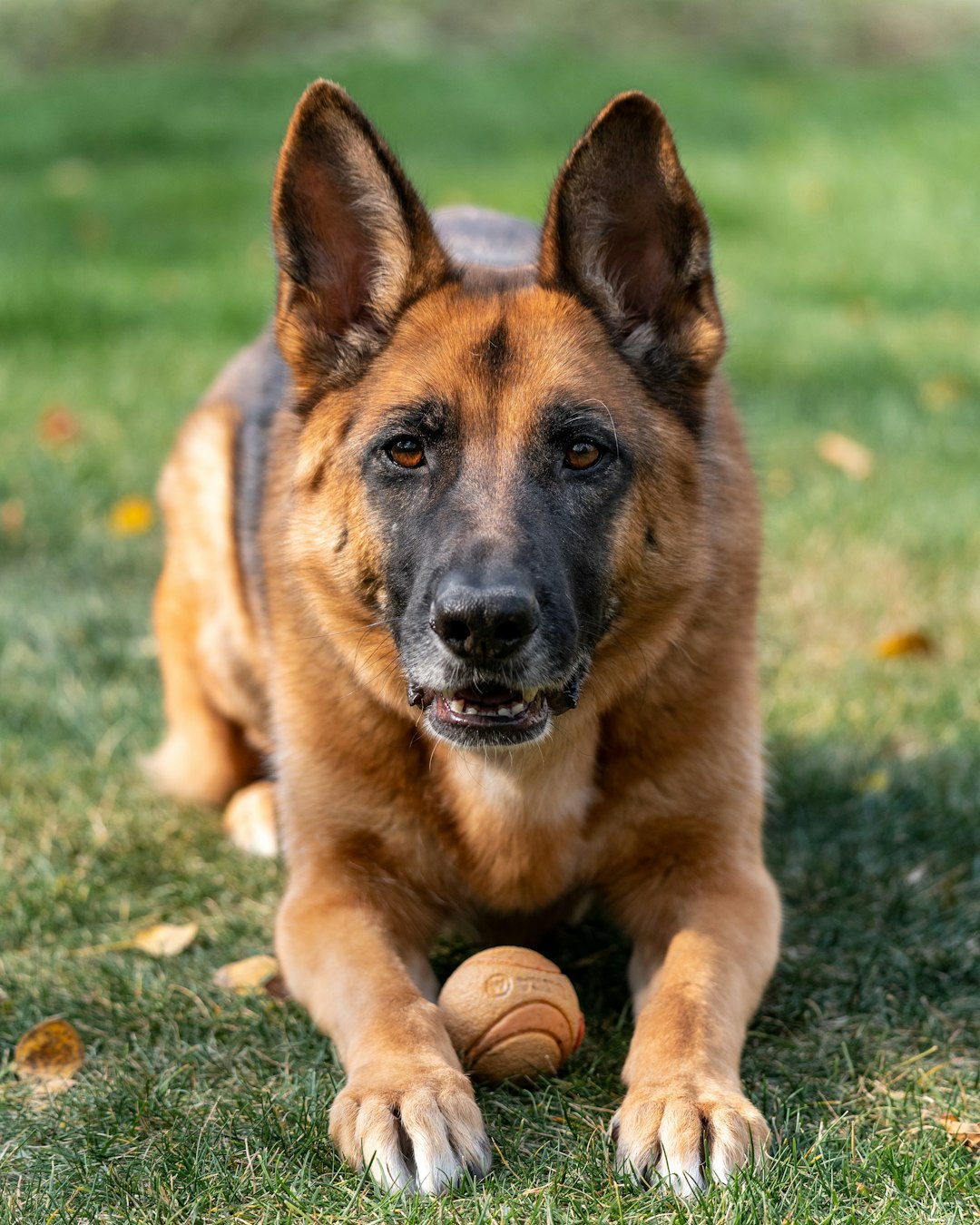 Long-haired German Shepherd grooming mistakes