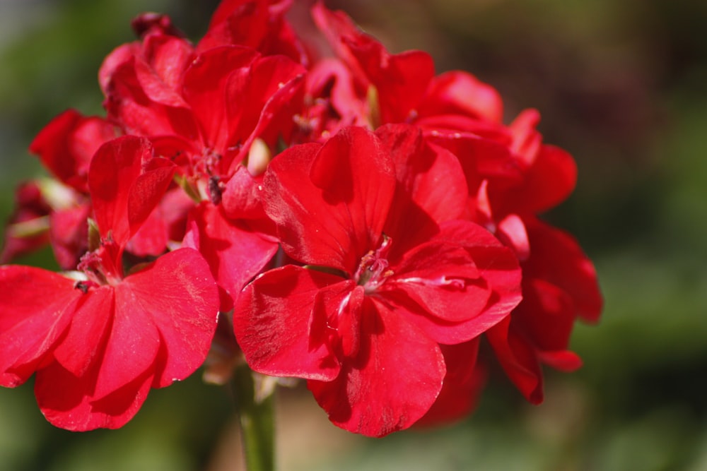 a bunch of red flowers that are blooming