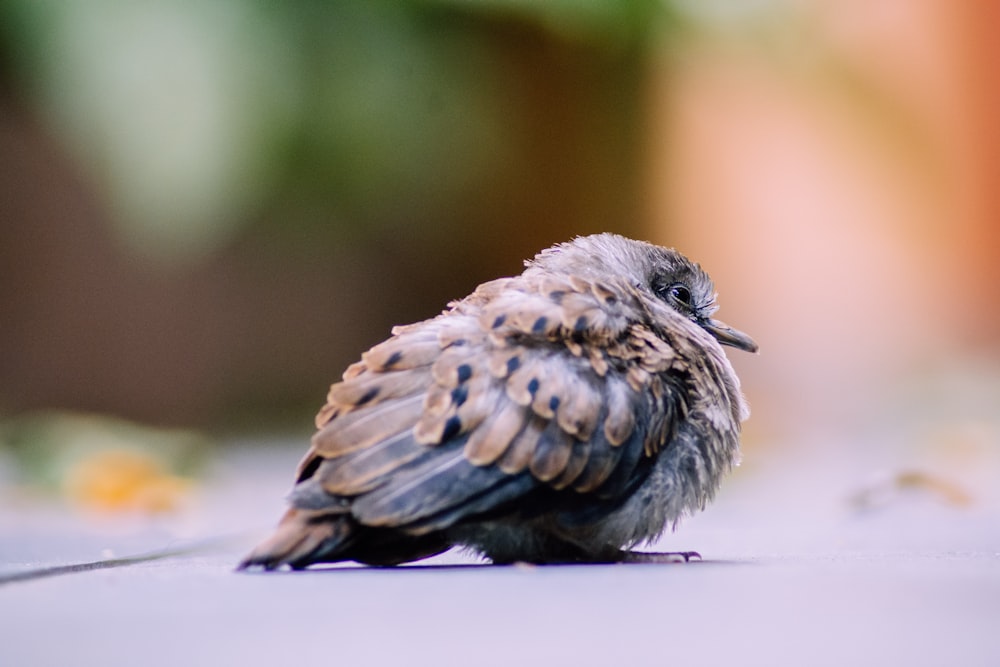 a small bird is sitting on the ground