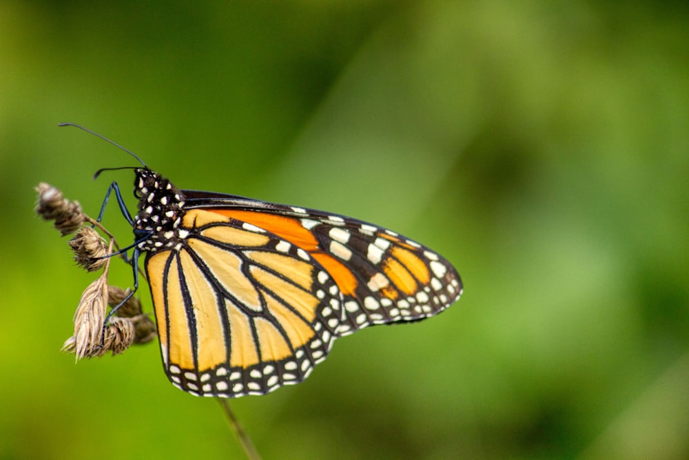 a close up of a butterfly on a plant