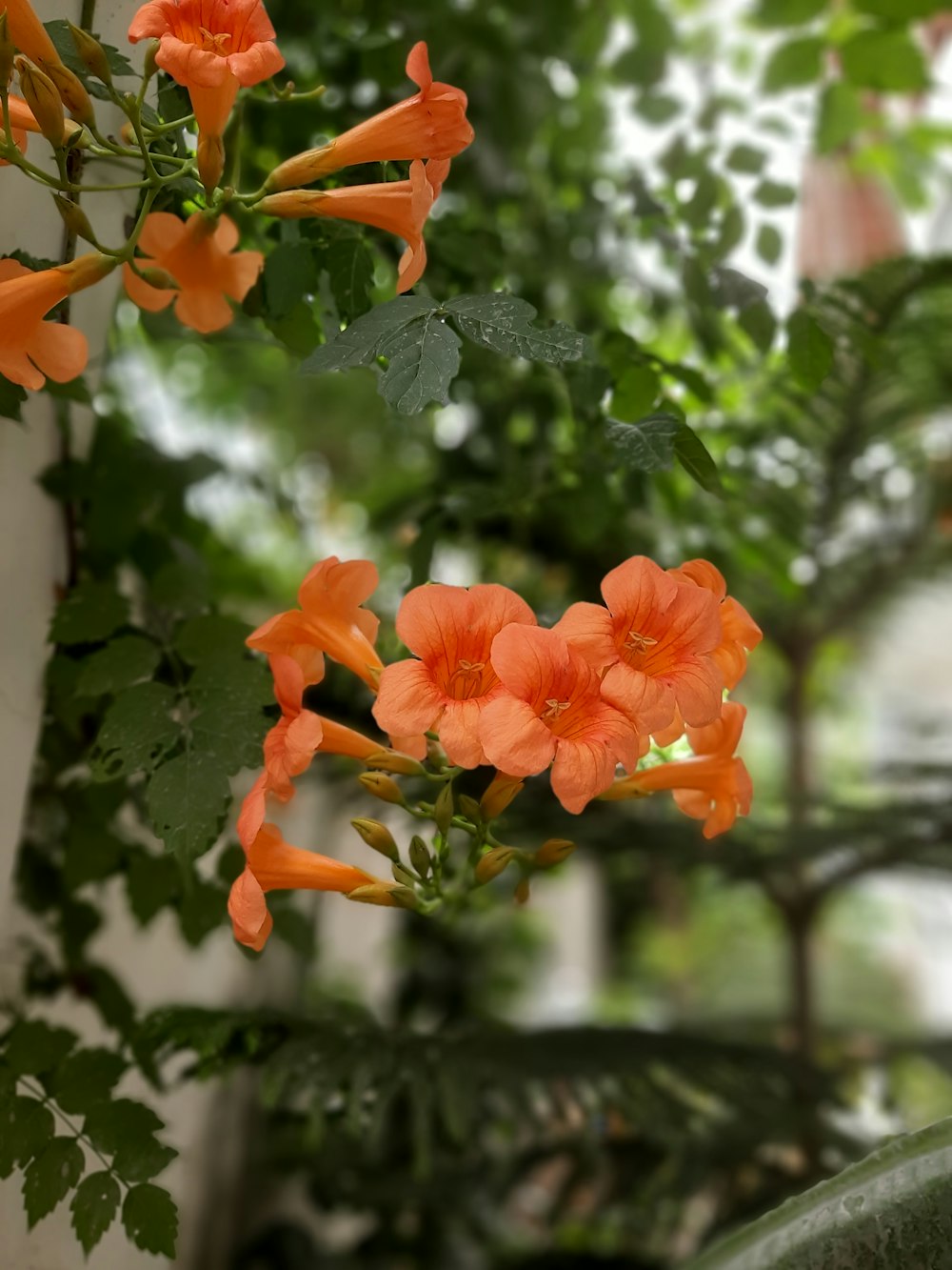 a bunch of orange flowers hanging from a tree